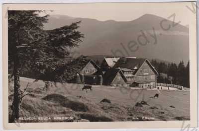  - Medvědí bouda (Trutnov), Krkonoše, hotel, celkový pohled, kráva