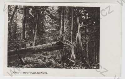  - Boubínský prales (Prachatice), Šumava, Foto-fon