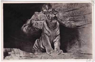  - Německo - zoologická zahrada, tygr, foto Hagenbeck