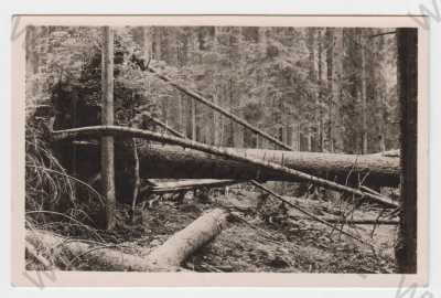  - Boubín (Prachatice), Šumava, prales, celkový pohled, Orbis