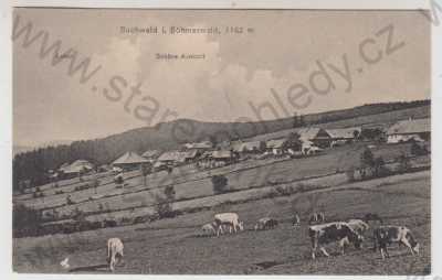  - Bučina (Buchwald) - Prachatice, celkový pohled, kráva, pastva, Šumava, Foto Seidel